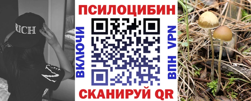 где купить   Нерюнгри  Галлюциногенные грибы MAGIC MUSHROOMS 